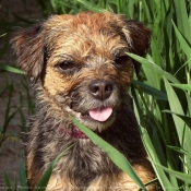 Photo de Border terrier