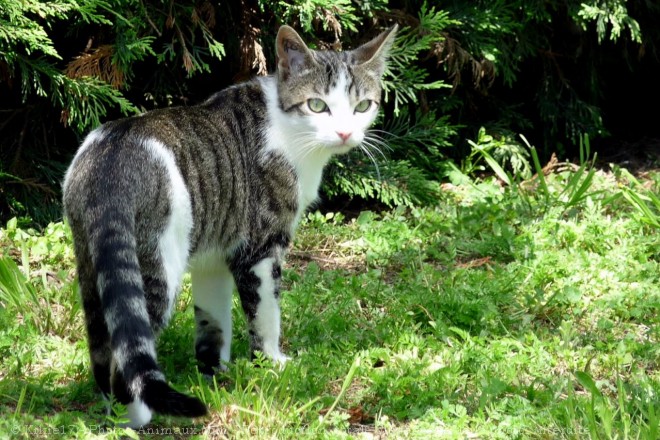 Photo de Chat domestique