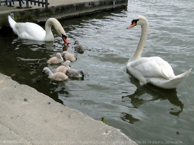 Photo de Cygne