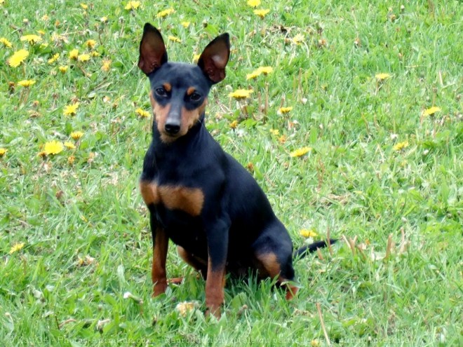 Photo de Pinscher nain