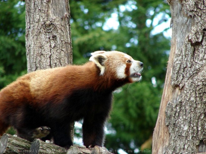 Photo de Panda roux