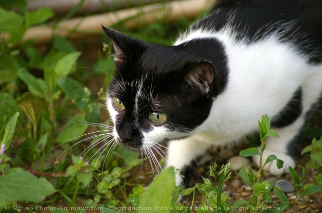 Photo de Chat domestique