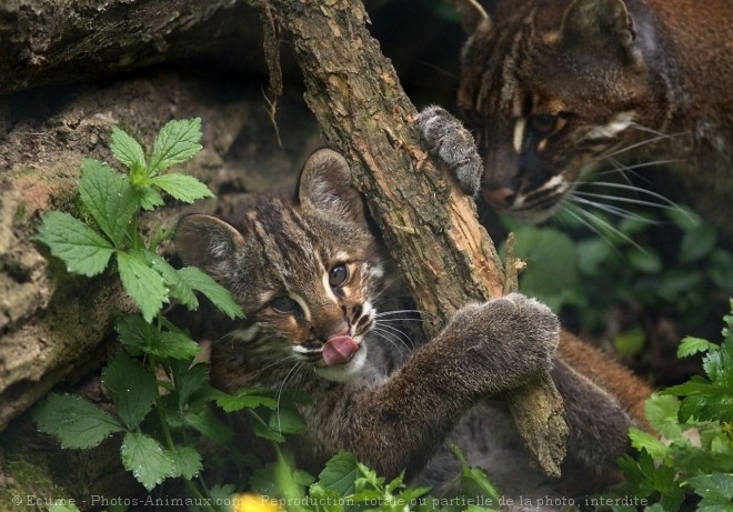 Photo de Chat de temminck