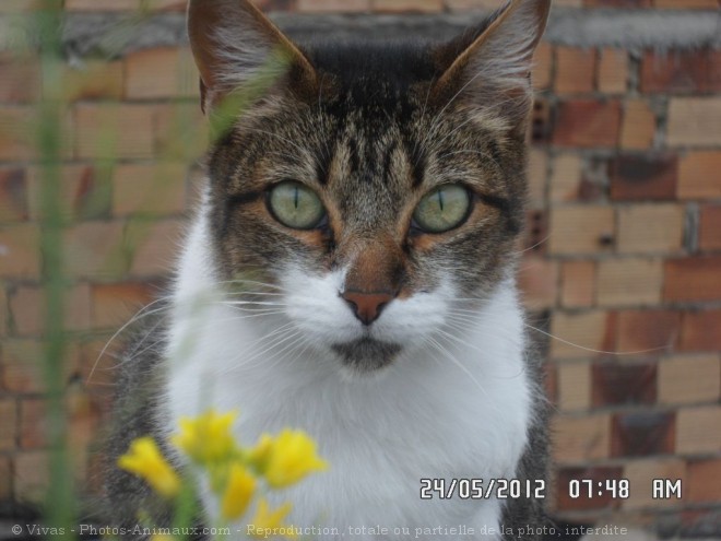 Photo de Chat domestique