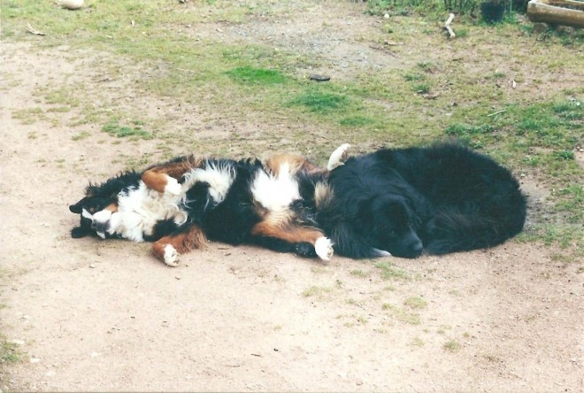 Photo de Races diffrentes