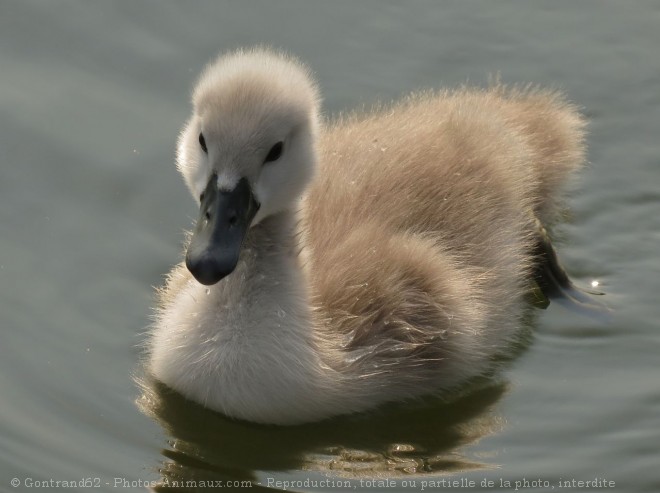 Photo de Cygne