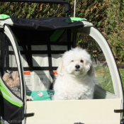 Photo de Coton de tulear