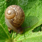 Photo d'Escargot