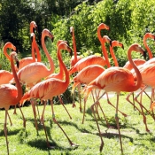 Photo de Flamand rose