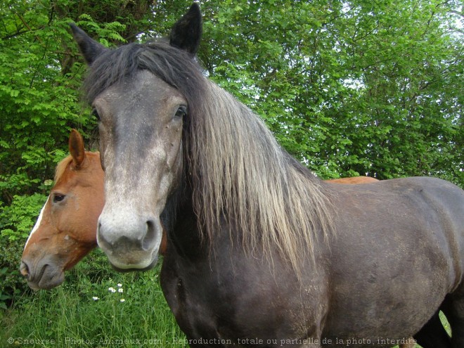 Photo de Races diffrentes