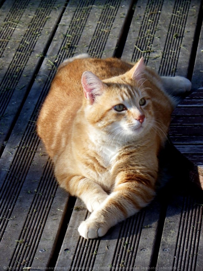 Photo de Chat domestique