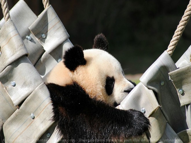 Photo de Panda