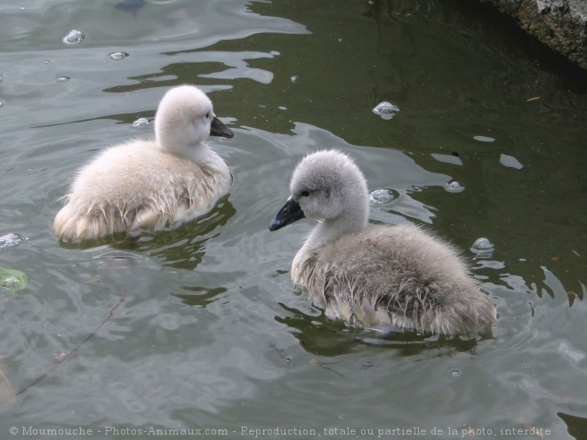 Photo de Cygne