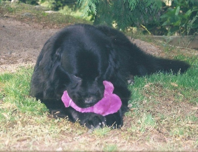 Photo de Chien de terre-neuve