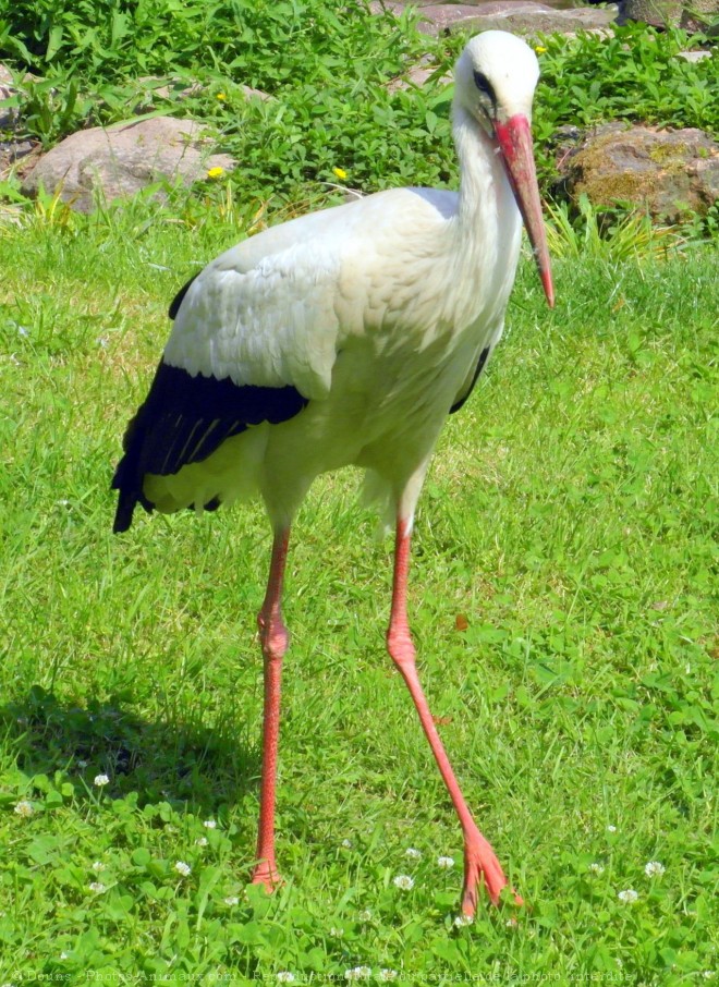 Photo de Cigogne