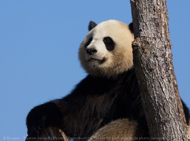 Photo de Panda