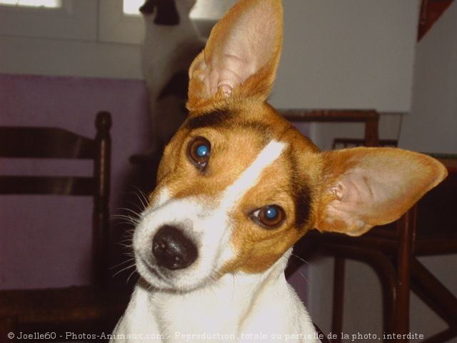 Photo de Jack russell terrier