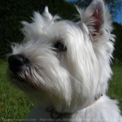 Photo de West highland white terrier