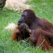 Photo d'Orang-outan