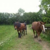 Photo de Races diffrentes