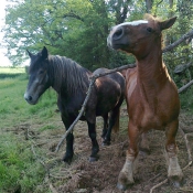 Photo de Races diffrentes