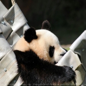 Photo de Panda