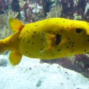 Photo de Poissons exotiques