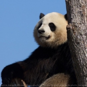 Photo de Panda