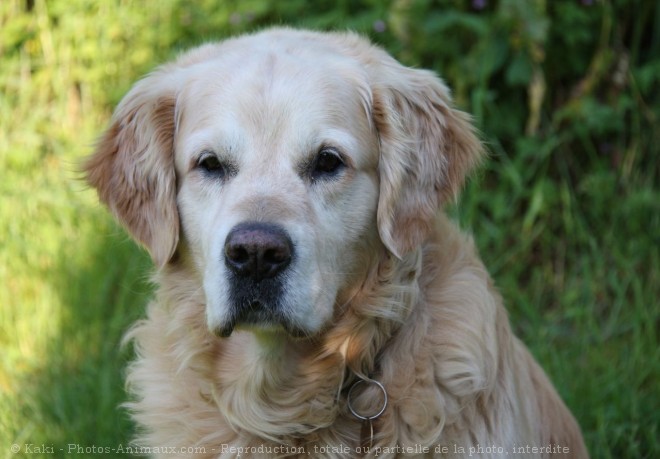 Photo de Golden retriever