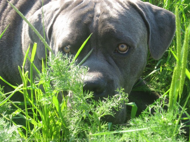 Photo de Chien de cour italien