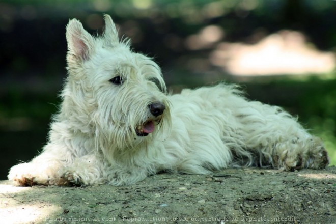 Photo de Scottish terrier