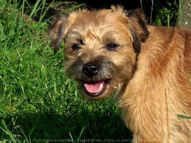 Photo de Border terrier