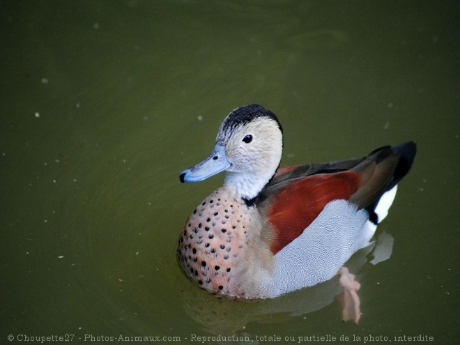 Photo de Canard