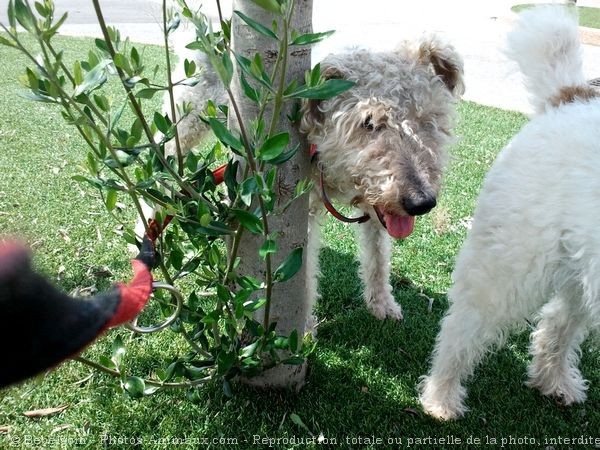 Photo de Fox terrier  poil dur