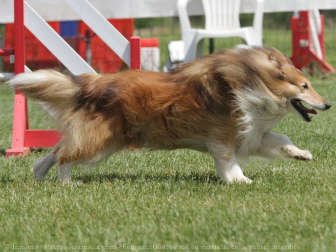 Photo de Chien de berger des shetland