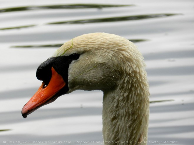 Photo de Cygne