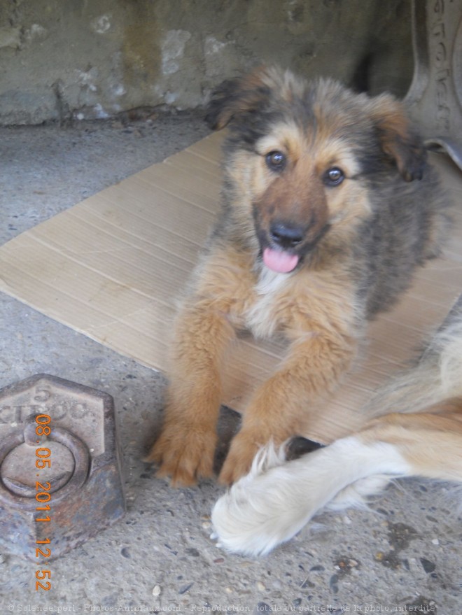 Photo de Berger belge malinois