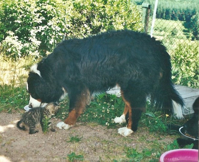 Photo de Bouvier bernois