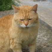 Photo de Chat domestique