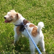 Photo de Fox terrier  poil dur