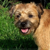 Photo de Border terrier