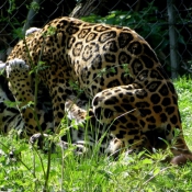 Photo de Jaguar