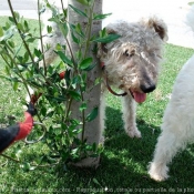 Photo de Fox terrier  poil dur