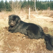 Photo de Chien de terre-neuve