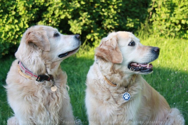 Photo de Golden retriever