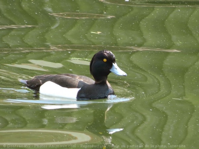 Photo de Canard - fuligule milouin