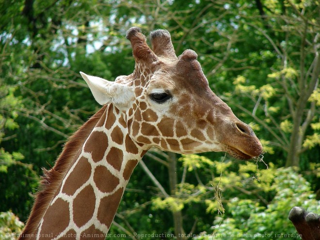 Photo de Girafe