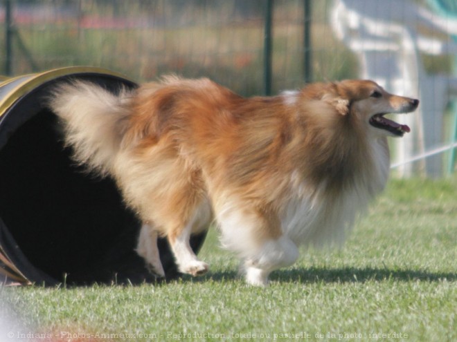 Photo de Chien de berger des shetland