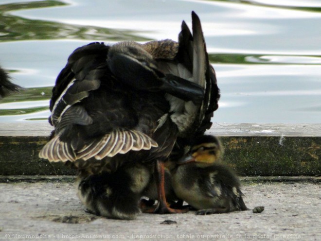 Photo de Canard colvert