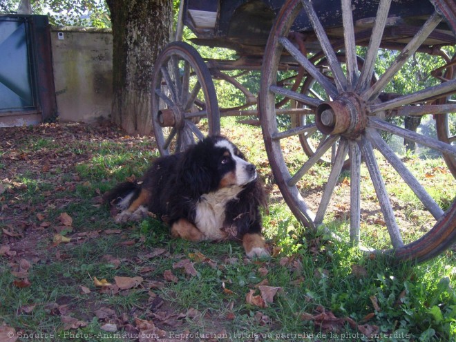 Photo de Bouvier bernois